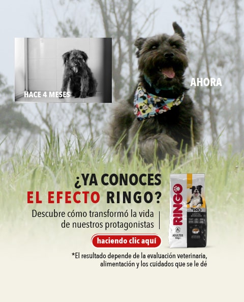 Banner efecto ringo home